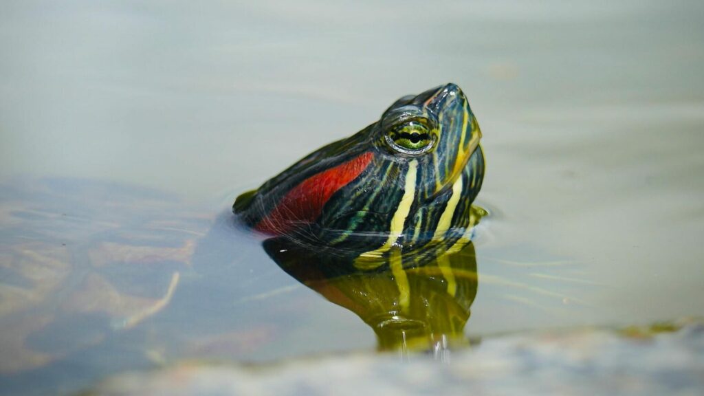 Tortuga de orejas rojas. Créditos: Alfred-gf.