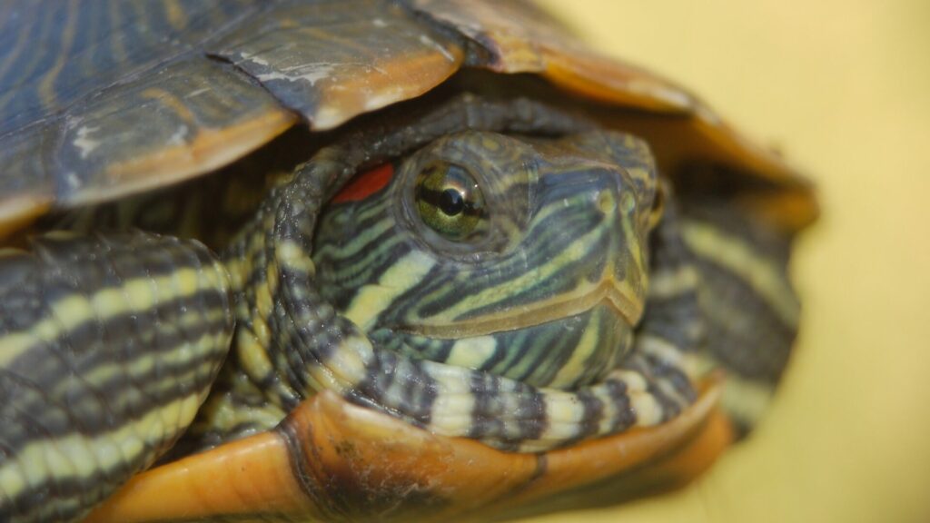 Tortuga de orejas rojas. Créditos: Choweth.