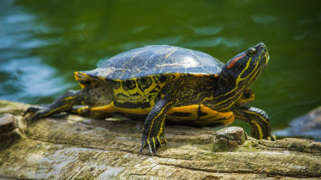 Tortuga de orejas rojas. Créditos: Christina Prinn.