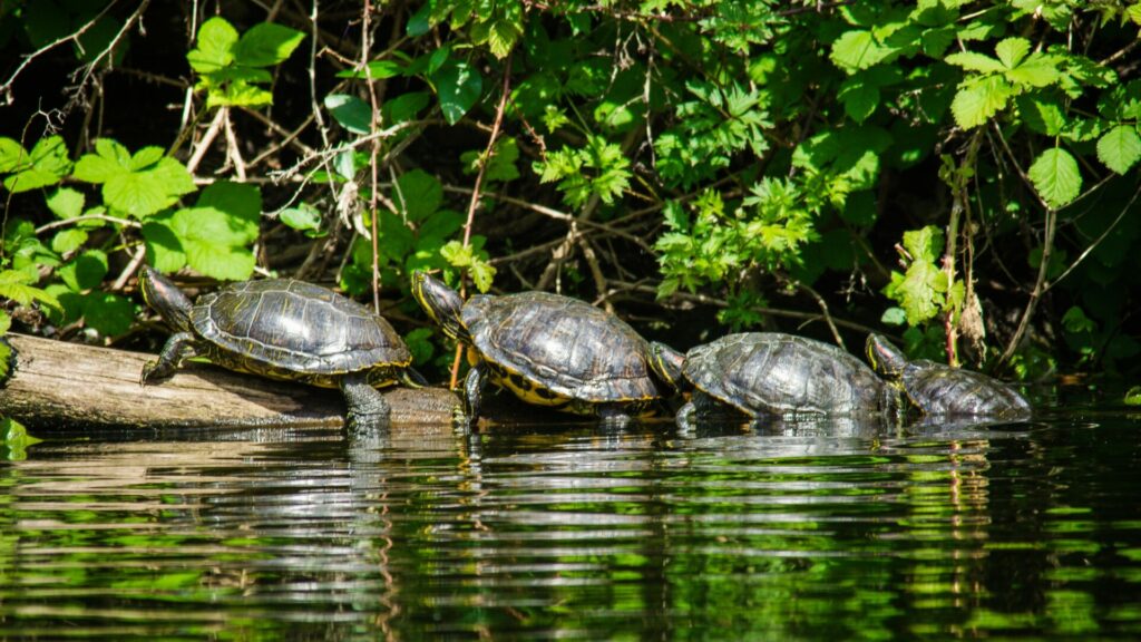 Tortuga de orejas rojas. Créditos: Christina Prinn.