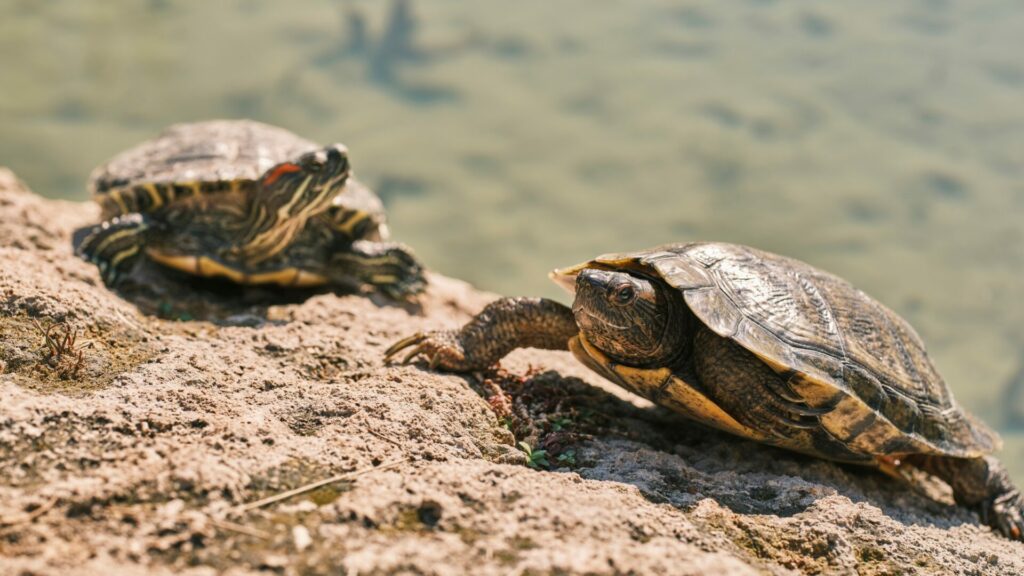 Tortuga de orejas rojas. Créditos: Engin Akyurt.