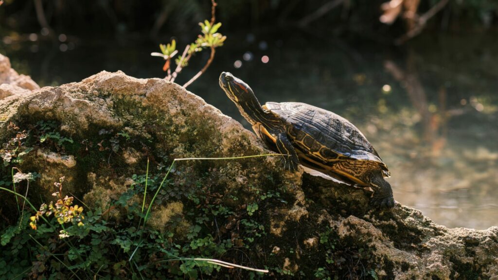 Tortuga de orejas rojas. Créditos: Engin Akyurt.