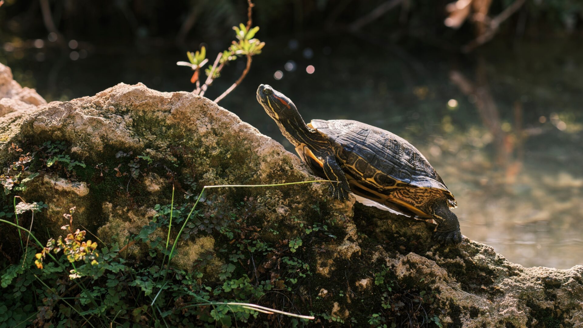 Tras el boom del mascotismo: Las tortugas de orejas rojas y su potencial impacto ecológico en los humedales de Concepción