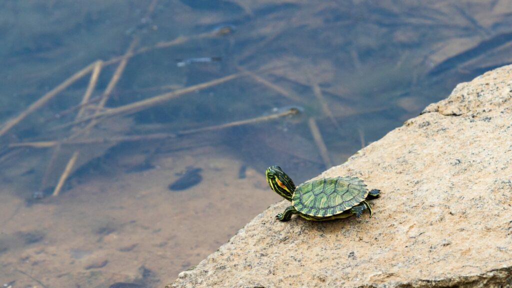 Tortuga de orejas rojas. Créditos: J. Michael Jones.