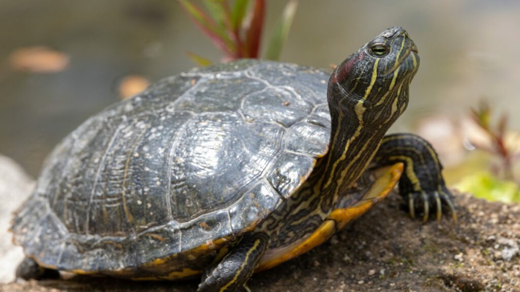 Tortuga de orejas rojas. Créditos: Jim Brown.