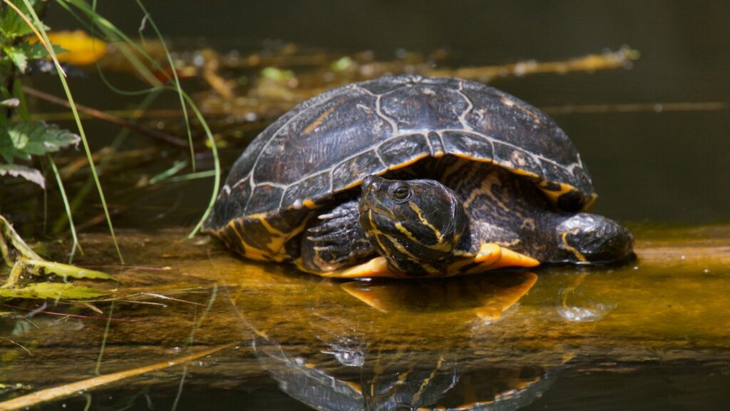 Tortuga de orejas rojas. Créditos: Len Jellicoe.