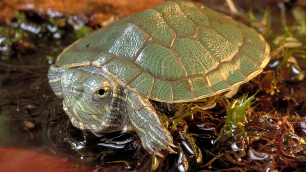 Tortuga de orejas rojas. Créditos: Michel Viard.