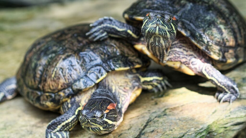 Tortuga de orejas rojas. Créditos: Mike Dobrzan.