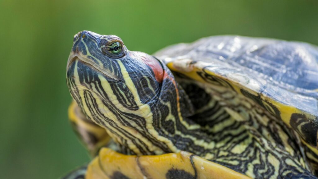 Tortuga de orejas rojas. Créditos: Omepl1.