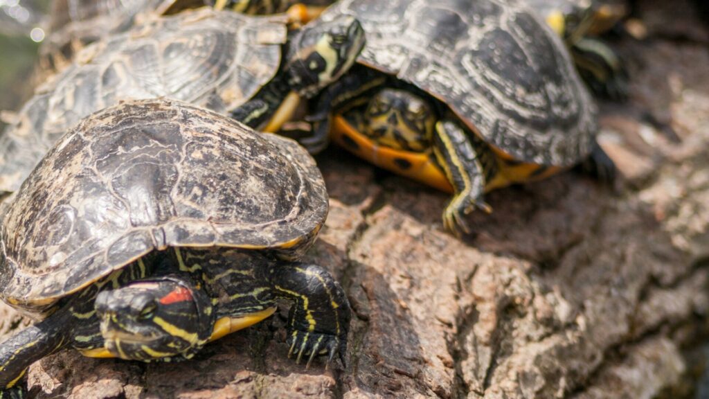 Tortuga de orejas rojas. Créditos: Wwyloeck.