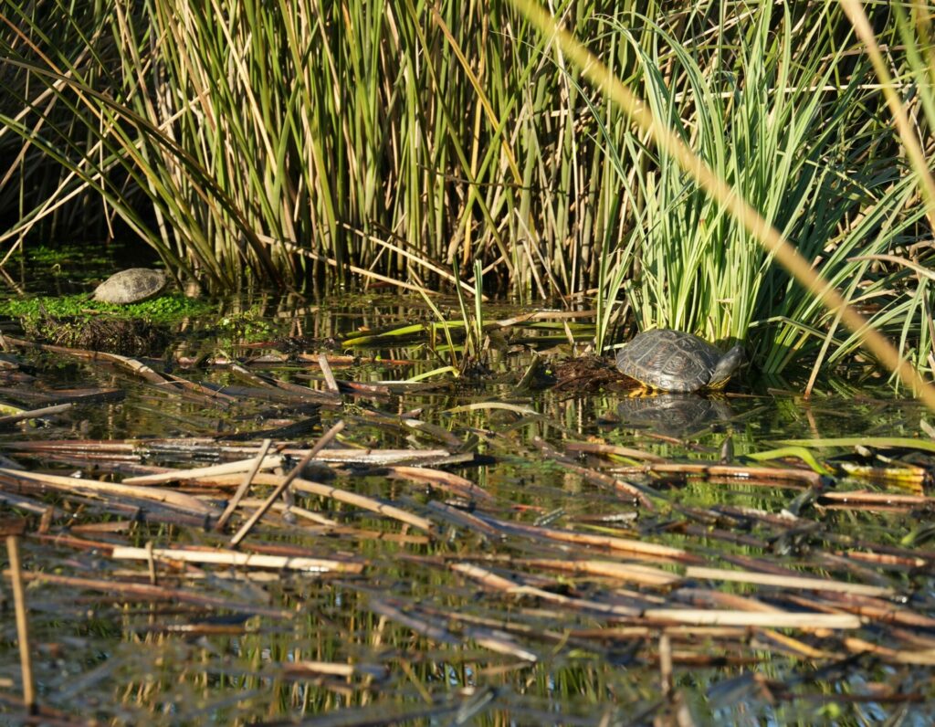 Tortuga de orejas rojas. Créditos: Universidad de Concepción.