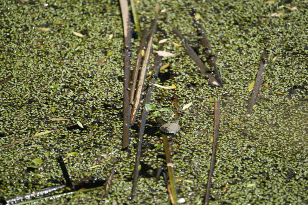 Tortuga de orejas rojas. Créditos: Universidad de Concepción.