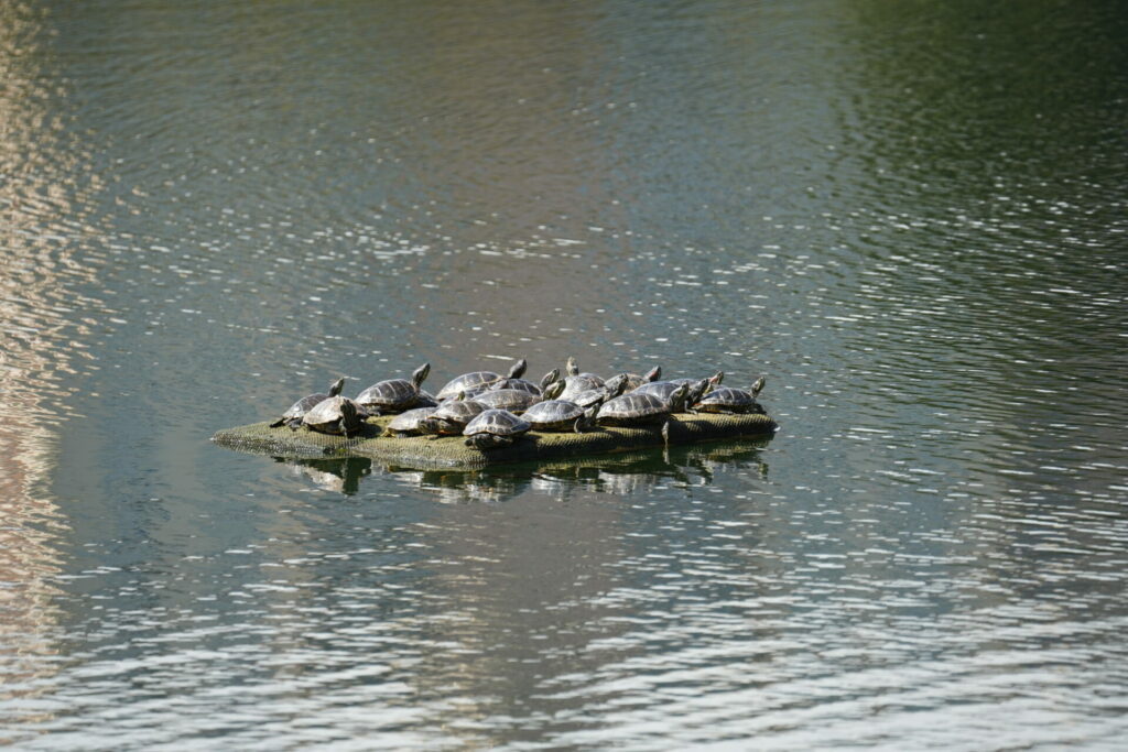 Tortuga de orejas rojas. Créditos: Universidad de Concepción.