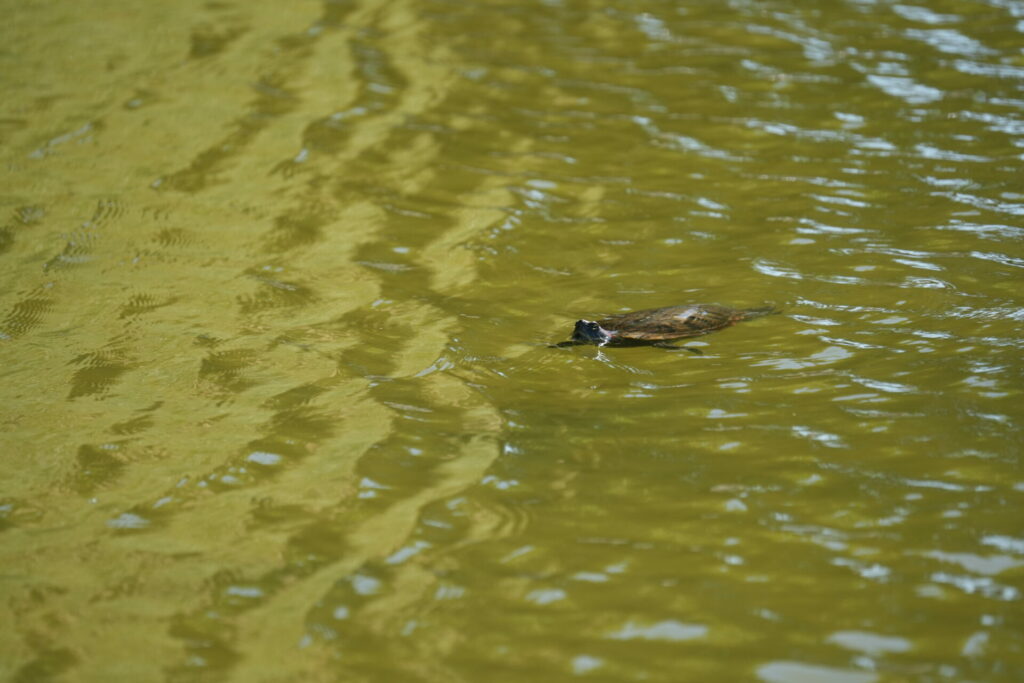 Tortuga de orejas rojas. Créditos: Universidad de Concepción.