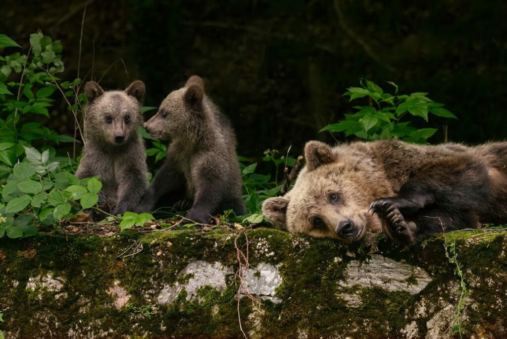 Una osa parda y sus cachorros relajandose en bosque rumano - Fotografía - Jasper Doest