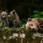 Una osa parda y sus cachorros relajandose en bosque rumano - Fotografía - Jasper Doest