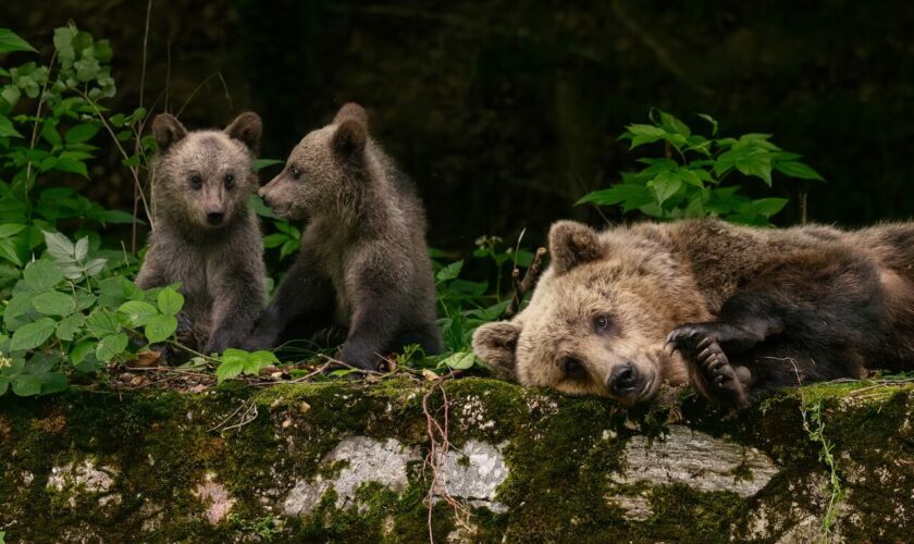 Recorriendo la belleza del mundo animal junto a National Geographic: conoce los mejores registros del Wildlife Photo 2024