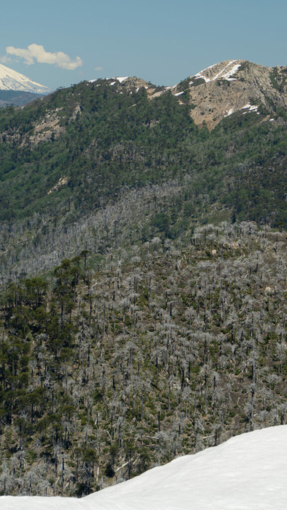 Huella del Puma, Reserva Nacional China Muerta. Créditos Cristóbal Ogrodnik