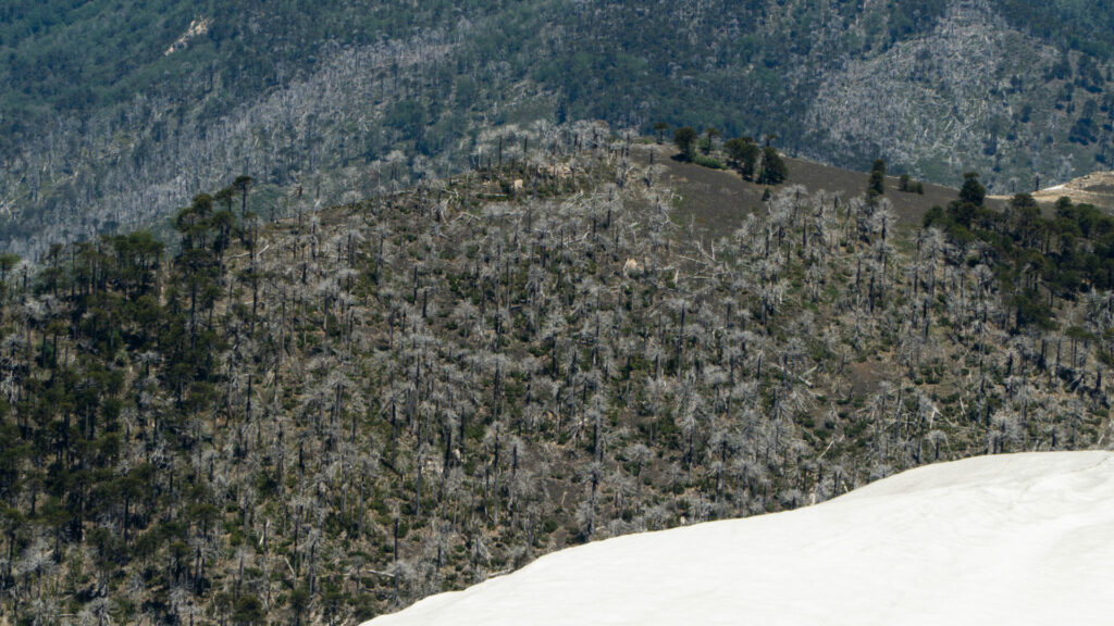 Huella del Puma, Reserva Nacional China Muerta. Créditos Cristóbal Ogrodnik