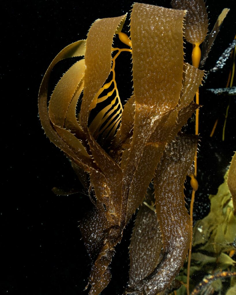 Macricystis pyrifera, especie de macroalga nativa de Tierra del Fuego. Créditos: Cristian Lagger.