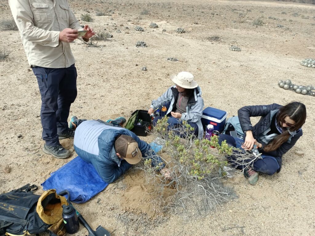 Equipo trabajando en terreno. Créditos: Instituto de Ecología y Biodiversidad (IEB).