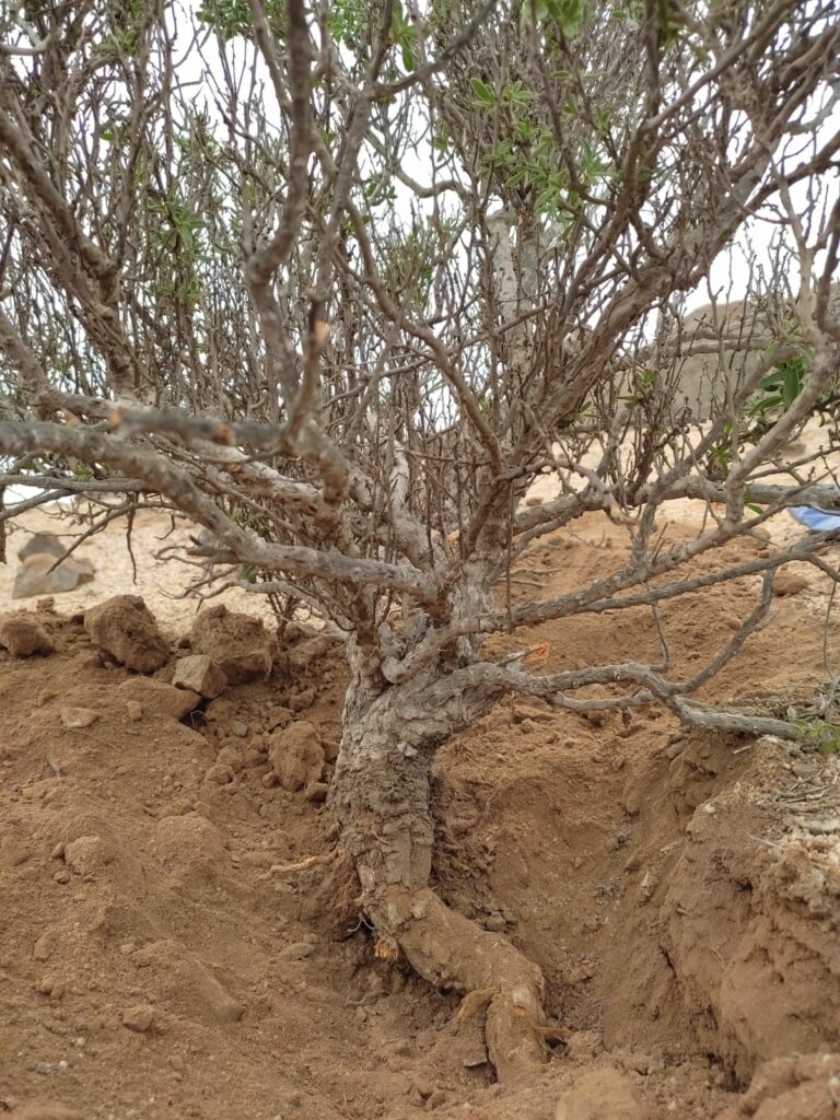 Raíces de arbustos estudiados. Créditos: Instituto de Ecología y Biodiversidad (IEB).