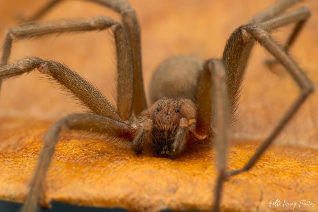 Araña de rincón. (Loxosceles laeta). Créditos: Pablo Núñez