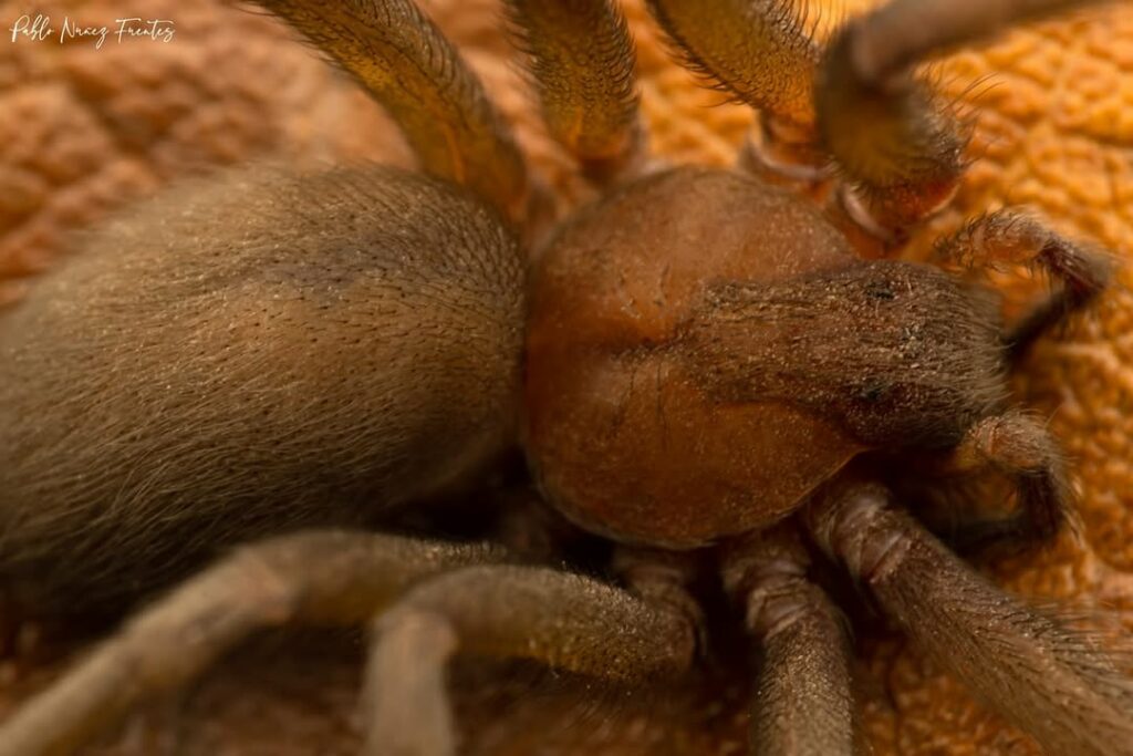 Araña de rincón. (Loxosceles laeta). Créditos: Pablo Núñez