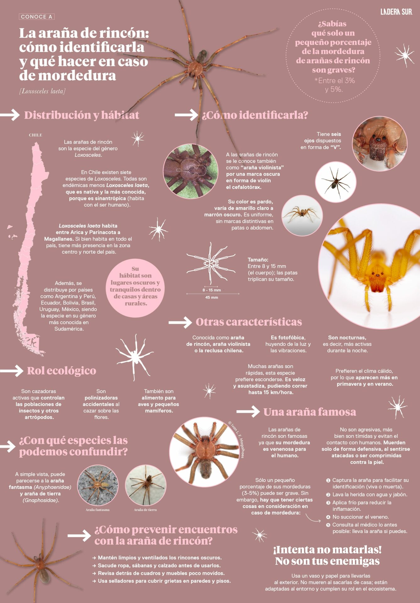 Infografia: Arañas de rincón: cómo identificarlas y qué hacer en caso de mordedura