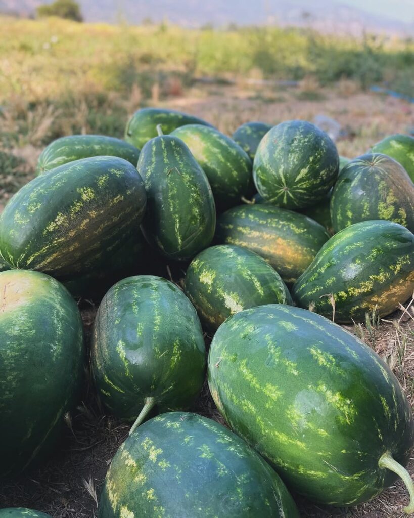 Sandía (Citrullus lanatus). Créditos: sandiasdepaine.cl