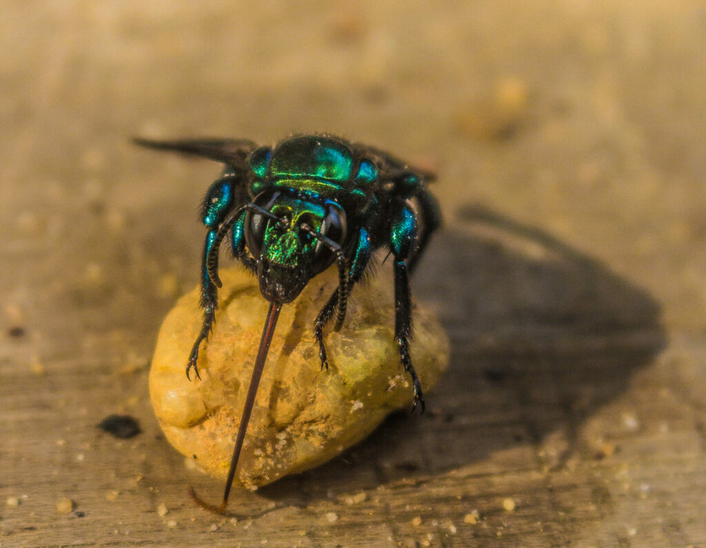 Abeja del género Aglae. Créditos: Bianca.