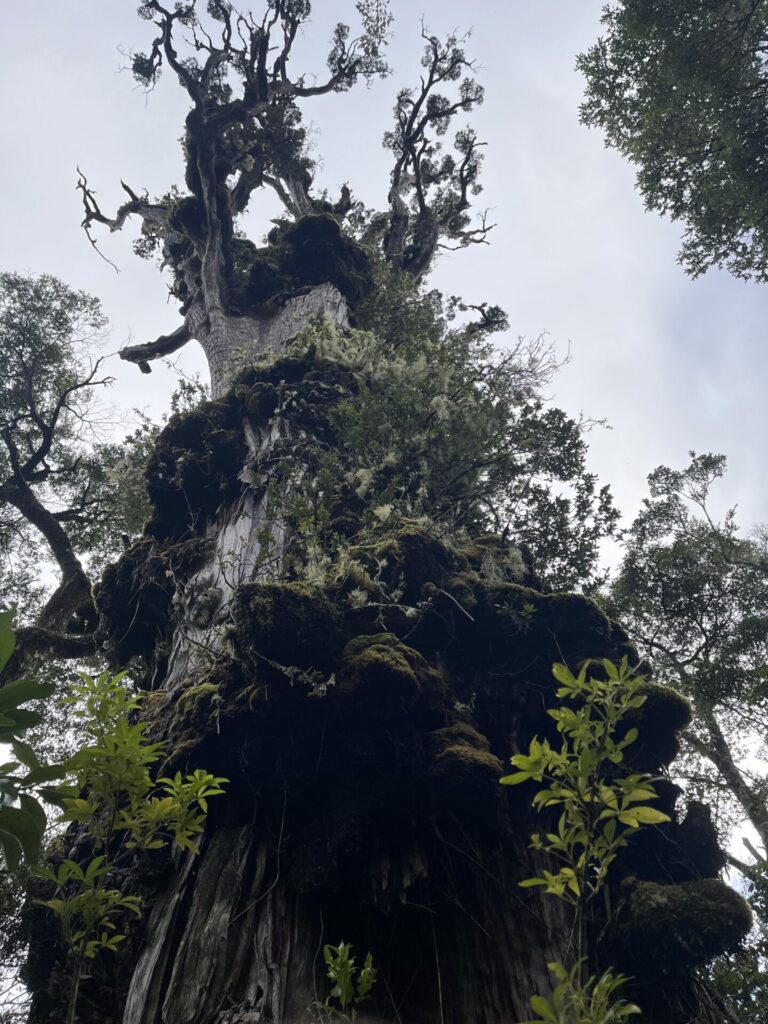 Alerce en Parque Nacional Alerce Andino. Créditos: Cesar Marín.