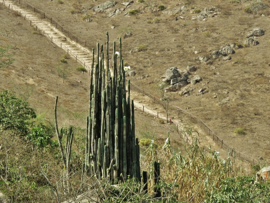 Cactus San Pedro (Trichocereus macrogonus). Créditos: ©Annika Lindqvist 