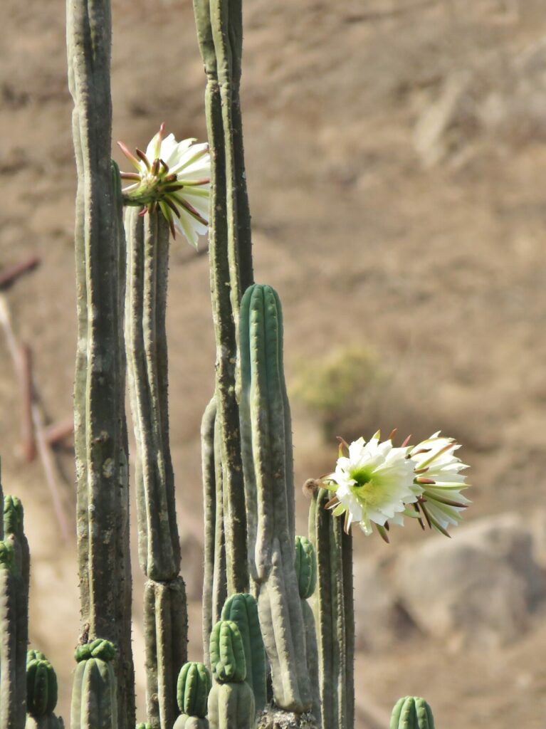 Cactus San Pedro (Trichocereus macrogonus). Créditos: ©Annika Lindqvist 