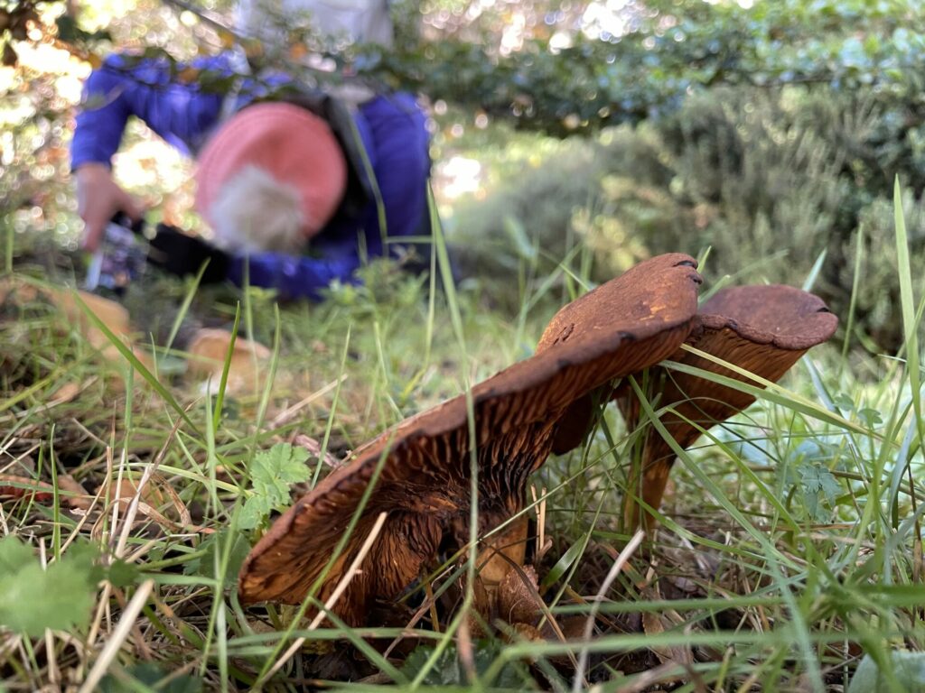 Austropaxillus statum. Créditos: Francisca Coloma.