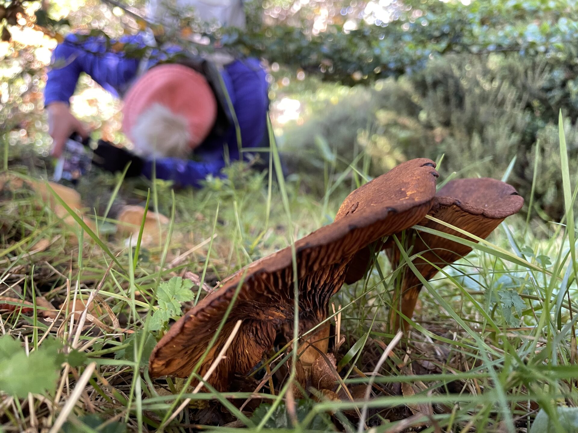 Entre líquenes y macrohongos: Registran más de 500 especies de funga en Magallanes, muchas endémicas del Cono Sur