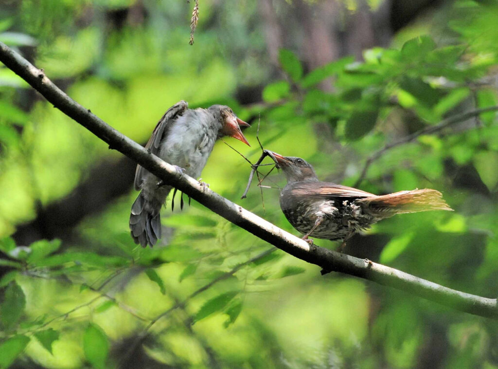 aves-comiendo-insecto-palo-kato-hakuren