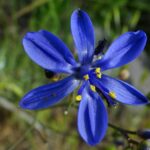 Azulillo Pasithea caerulea Los Colores de Chile Central - Ma Teresa Eyzaguirre