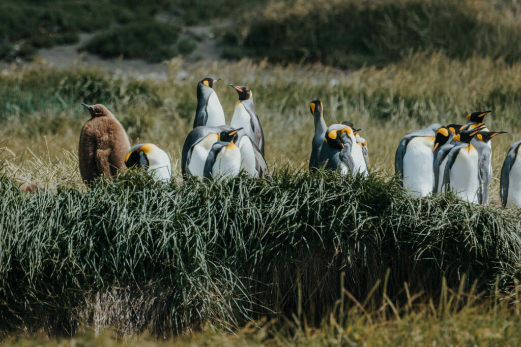 Pingüinos de Bahía Jackson. Créditos: Pablo Lloncón.