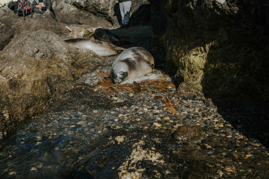 Foca elefante. Créditos: Pablo Loncón.