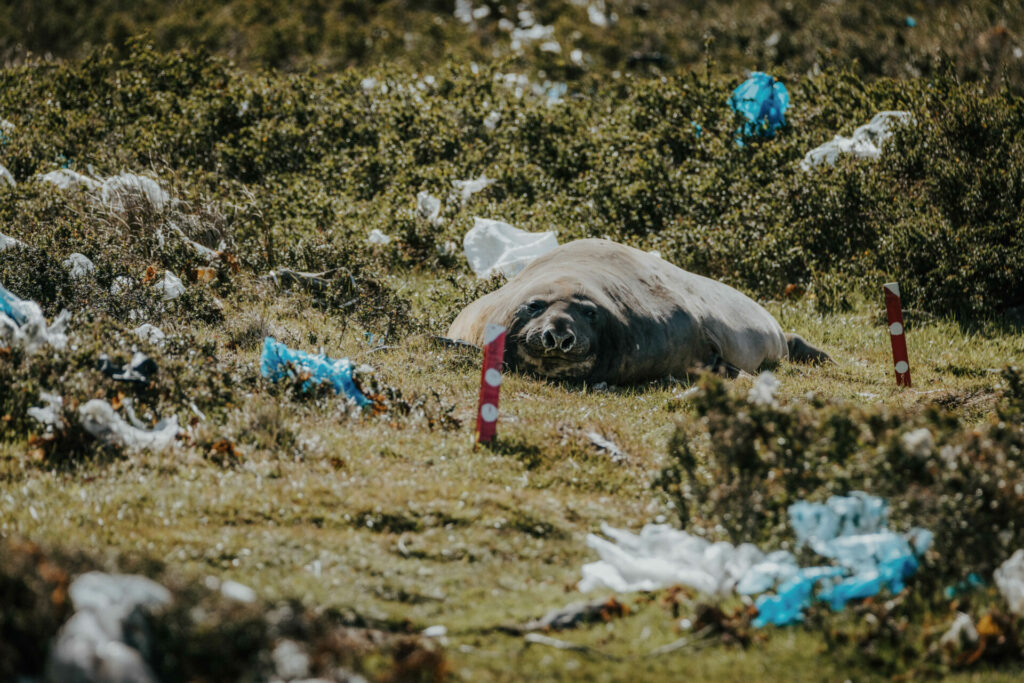 Foca elefante entre la basura de Bahía Jackson. Créditos: Pablo Lloncón