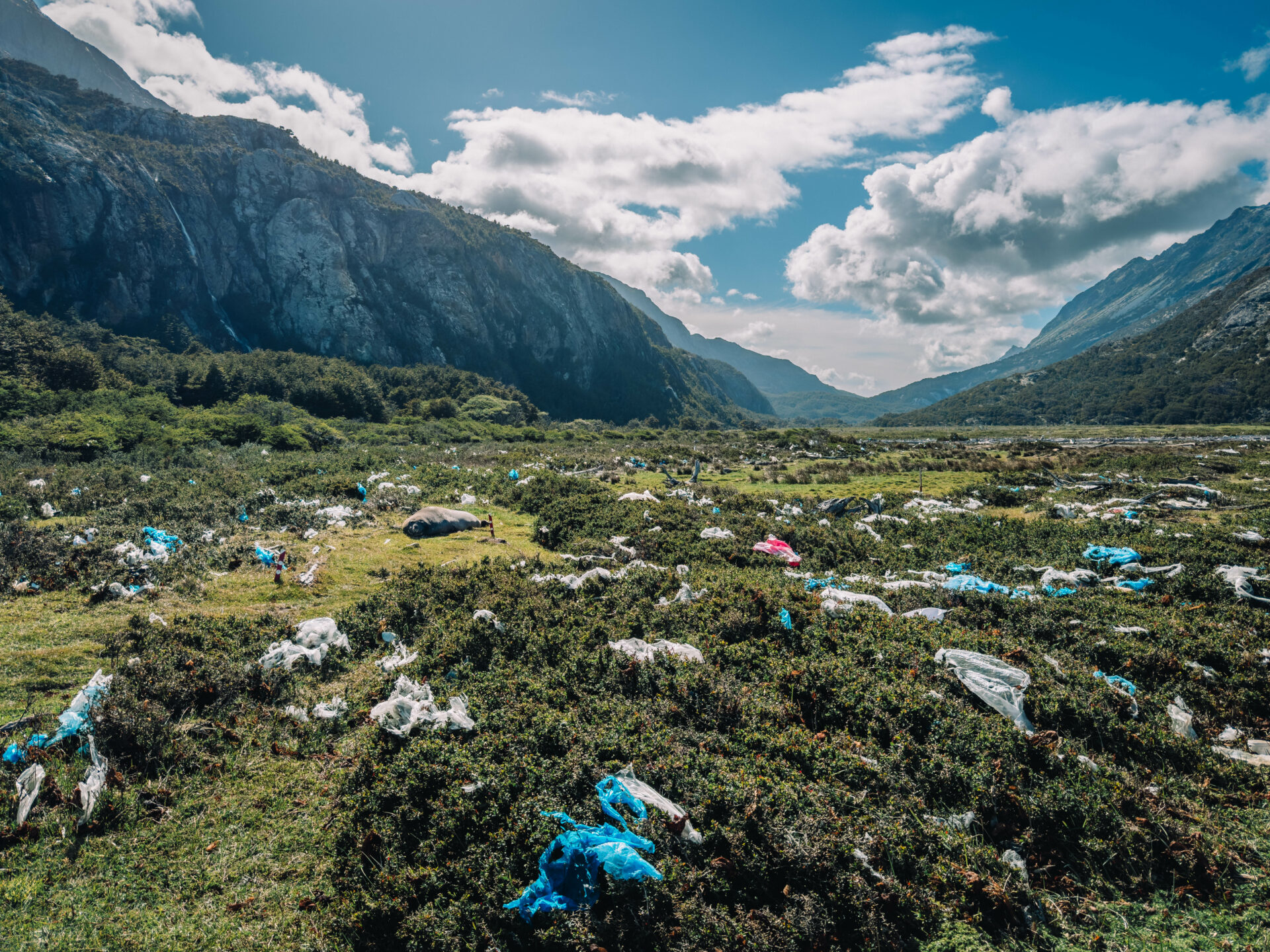 Plástico y residuos invaden el hábitat de una colonia de focas elefante en Tierra del Fuego