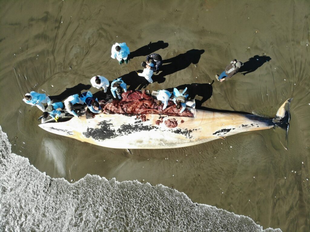 Ballena de Bryde Mantagua. Créditos: Simon Frenkel