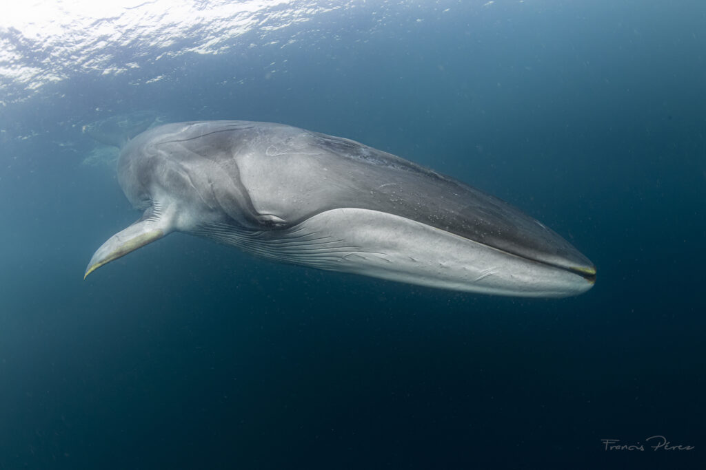 Ballena fin. Créditos: Francis Pérez