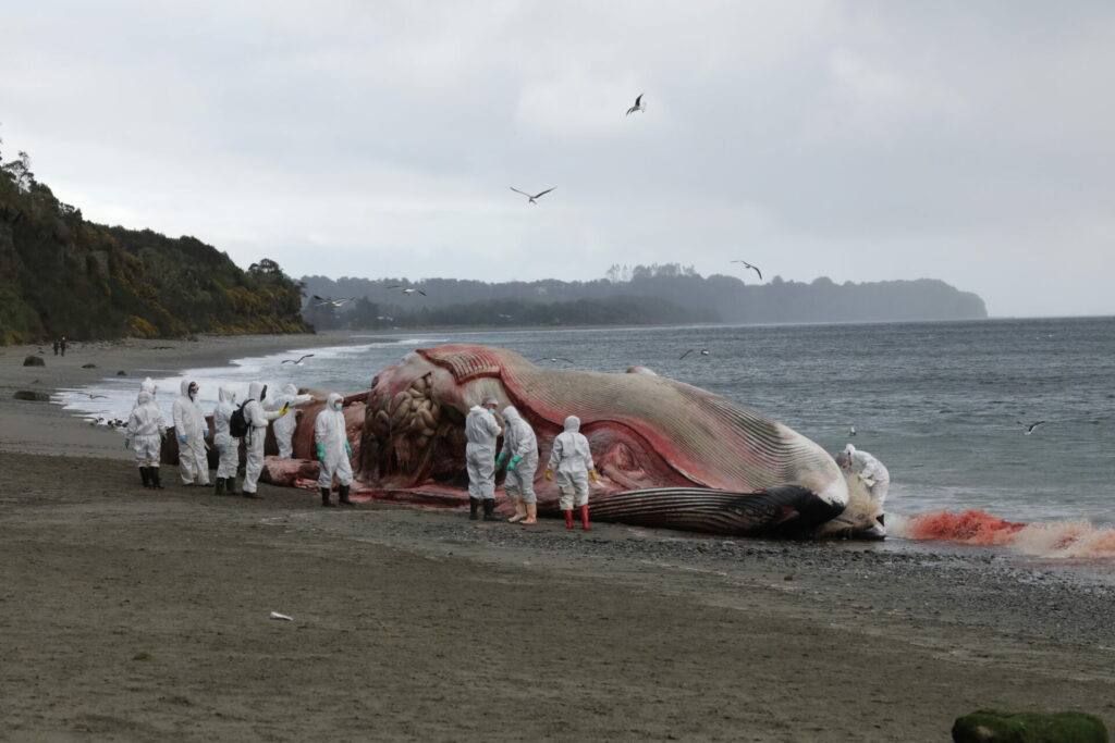 Ballena fin. Créditos: ONG Panthalassa