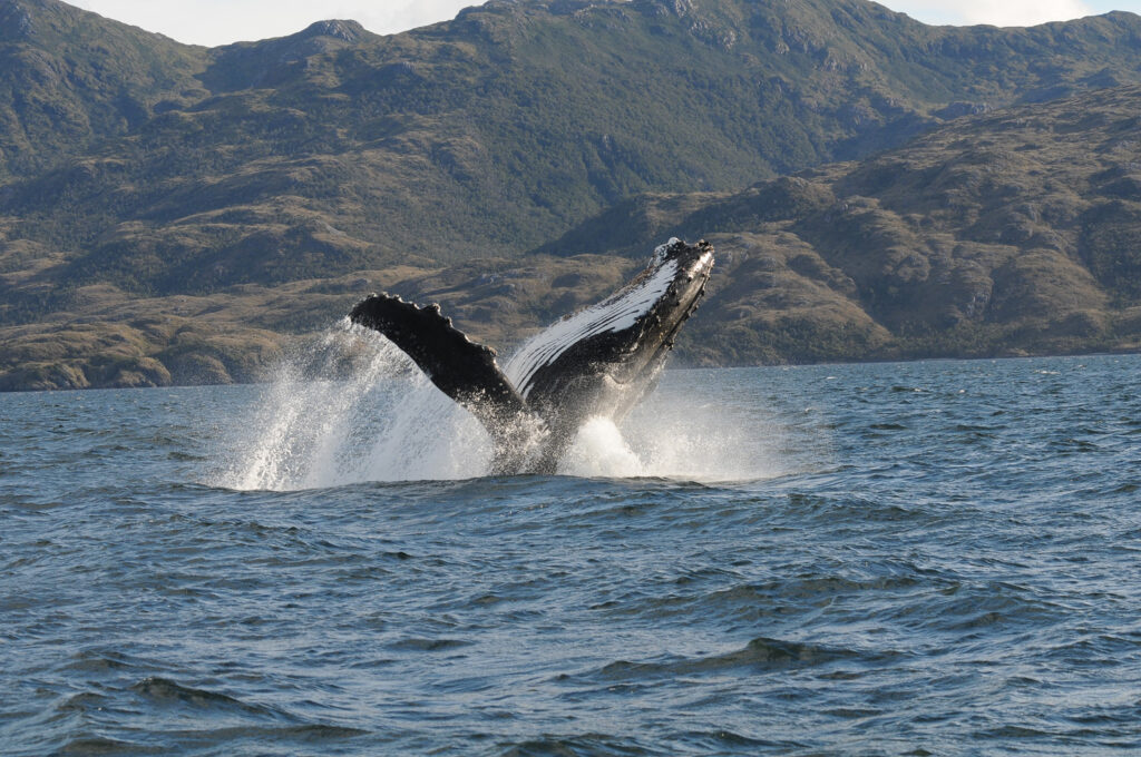 Ballena jorobada saltando en el Estrecho de Magallanes. Crédito: Juan Capella 