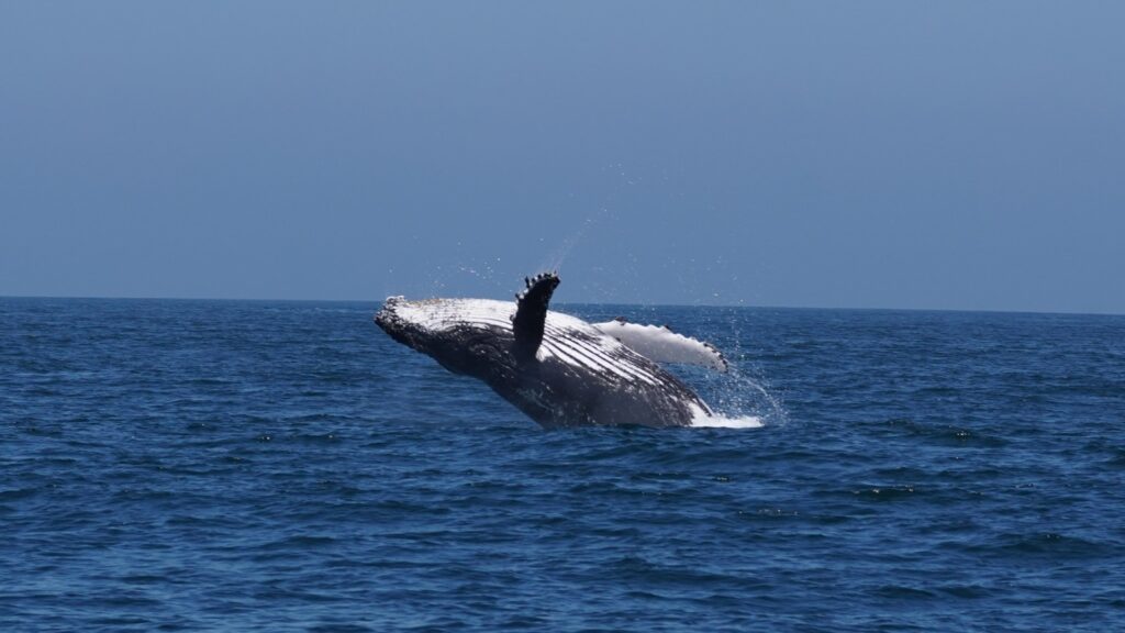 Ballena Jorobada saltando en las aguas adyacentes a La Reserva Nacional Pingüino De Humboldt, Archipiélago de Humboldt. Crédito: Frederick Toro