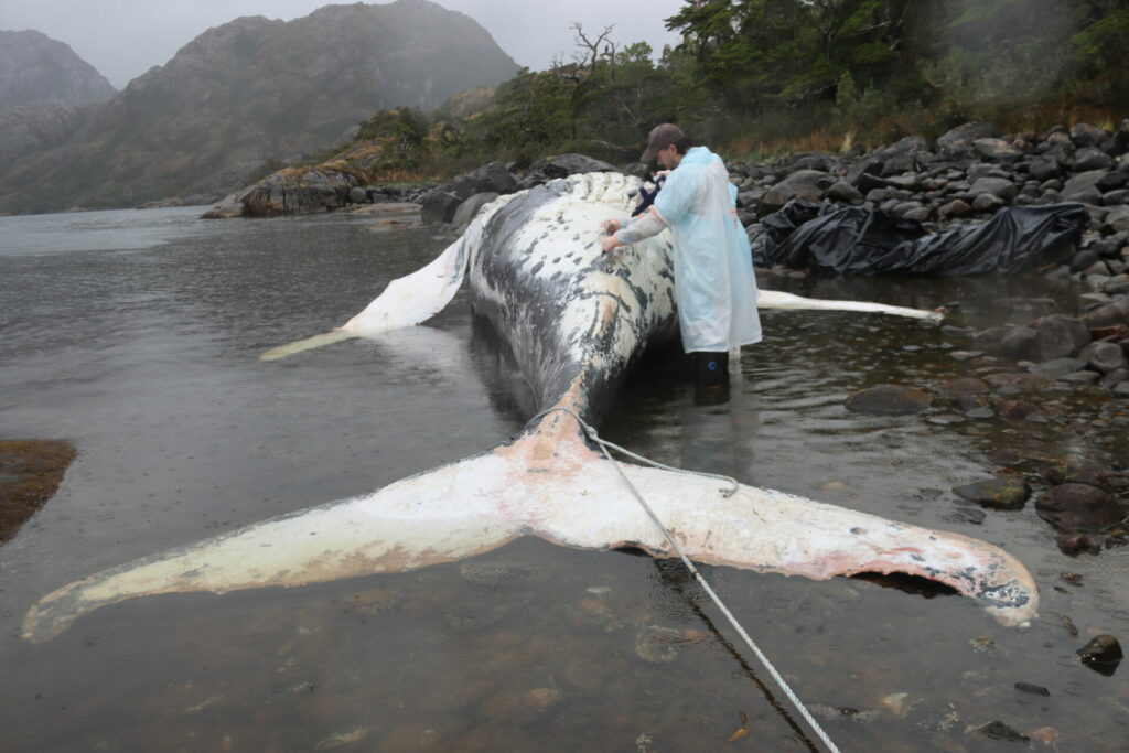 Ballena jorobada. Créditos: ONGPanthalassa