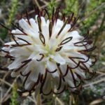 Blanquita Hypochaeris incanaLos Colores de la Patagonia - Ma Teresa Eyzaguirre