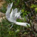 Cacatúa Schizanthus candidus - Los Colores del Desierto - Ma Teresa Eyzaguirre